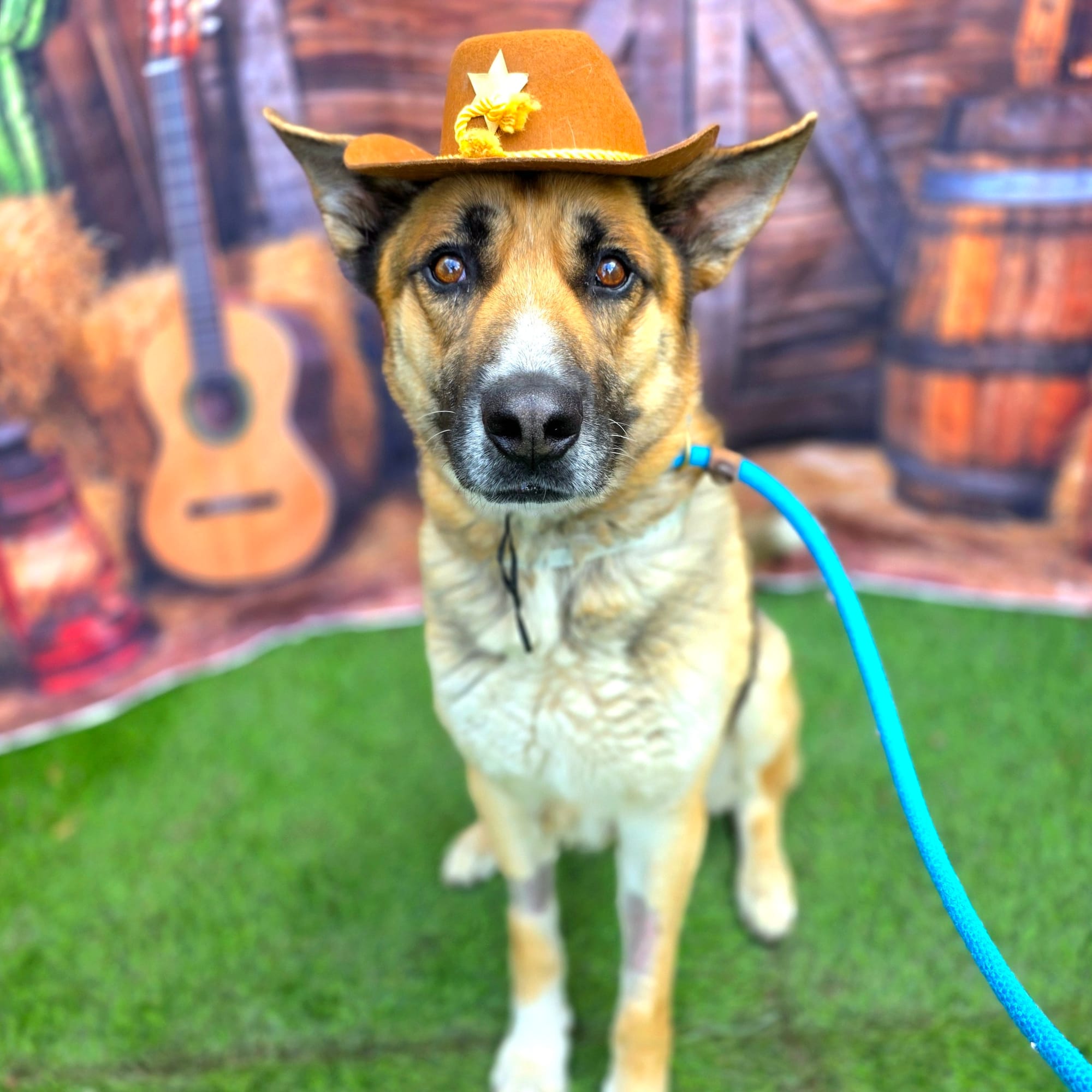 An adorable dog wears a little cowboy hat.