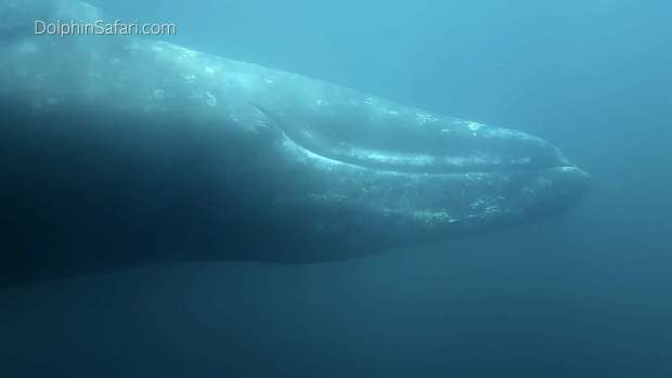 An underwater view of a 35-foot gray whale taken from a catamaran off Southern California. (Craig DeWitt/Captain Dave's Dolphin and Whale Watching Safari via AP)