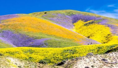 Wildflowers in bloom at Temblor Mountains at the Carrizo Plain National Monument. Image Source: Bob Wick/Bureau of Land Management/ Facebook