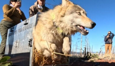 Wolf being set free after being collared—CDFW photo