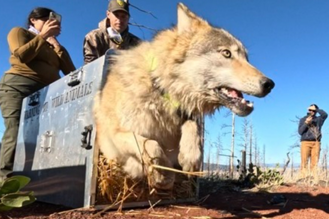 Wolf being set free after being collared—CDFW photo