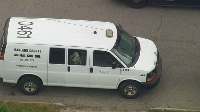 Oakland County woman sentenced for felony animal neglect after dozens of pets rescued