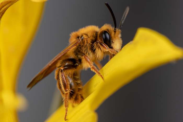 A California photographer is on a quest to photograph hundreds of native bees