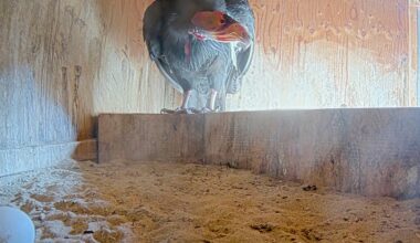 Oregon Zoo welcomes first California condor eggs of 2026