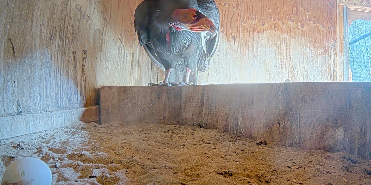 Oregon Zoo welcomes first California condor eggs of 2026