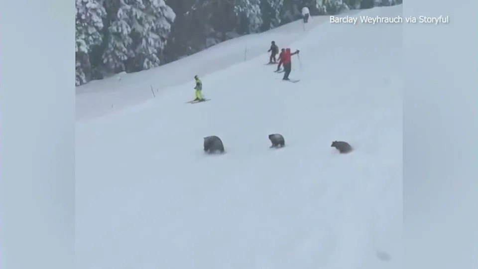 Bears run on Northern California ski slope
