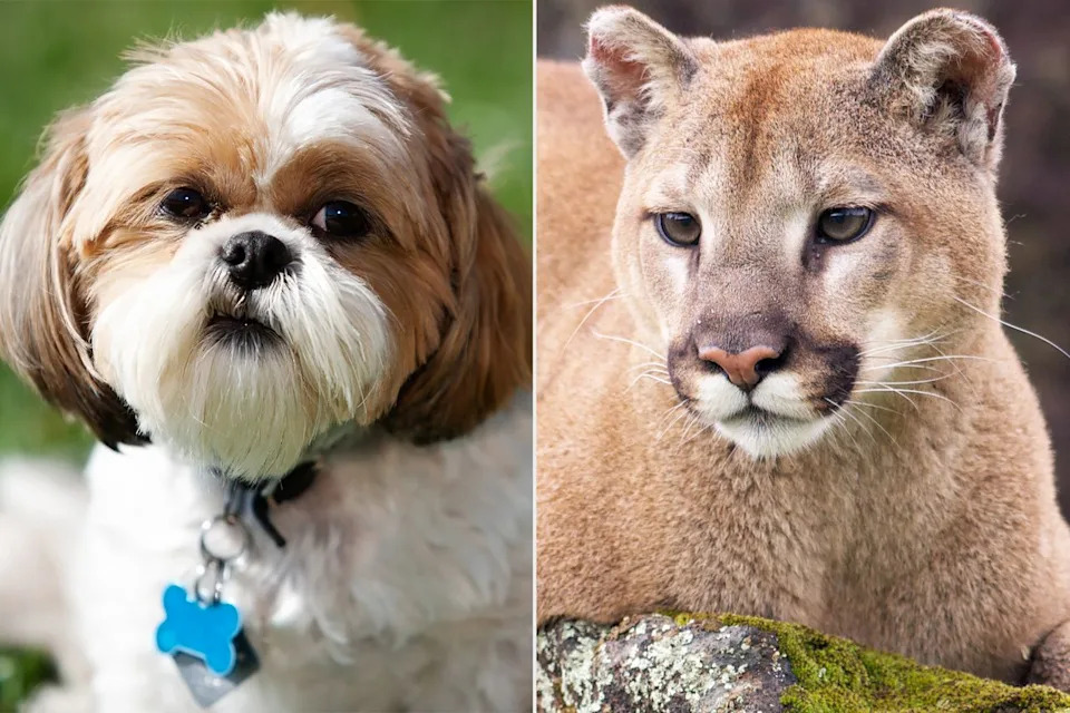 Shih Tzu and mountain lion.Credit: Getty (2)