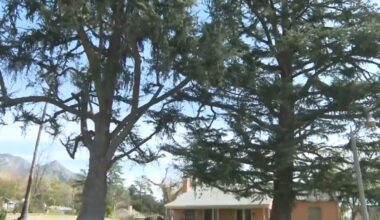 Altadena residents raise concerns over trees’ wellbeing amid SCE project – NBC Los Angeles