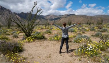 Colors Ahead: Rainy Winter Sets the Stage for Potential San Diego Super Bloom
