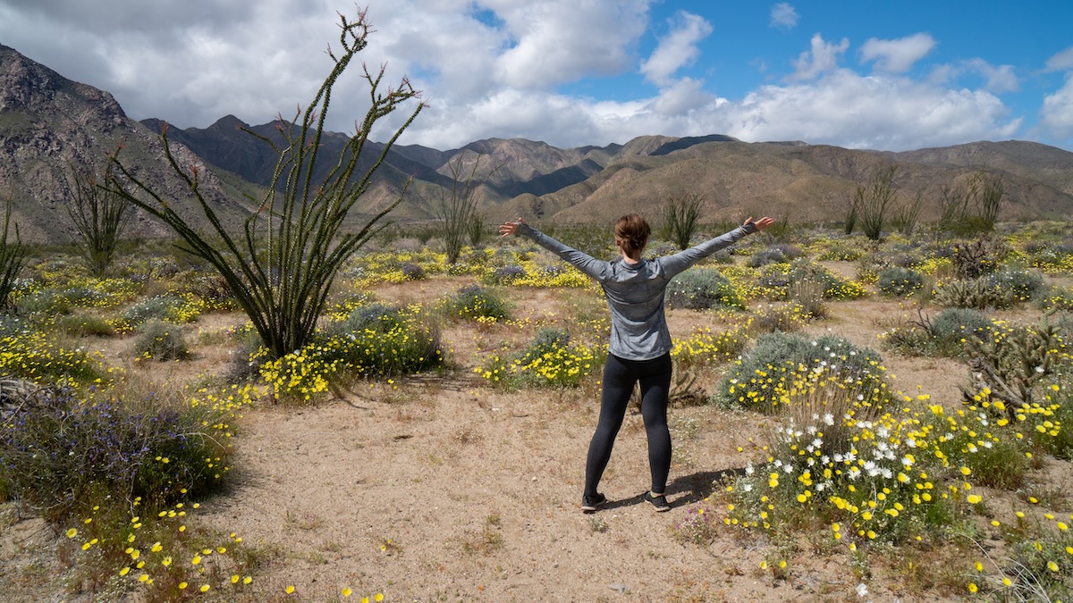 Colors Ahead: Rainy Winter Sets the Stage for Potential San Diego Super Bloom
