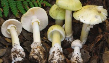 4 people have died from eating death cap mushrooms as they spread in California after rains