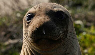 Bird flu outbreak in California elephant seals prompts officials to cancel popular tours