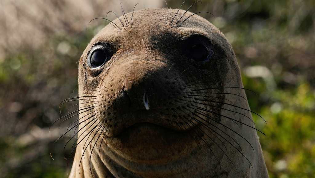 Bird flu outbreak in California elephant seals prompts officials to cancel popular tours