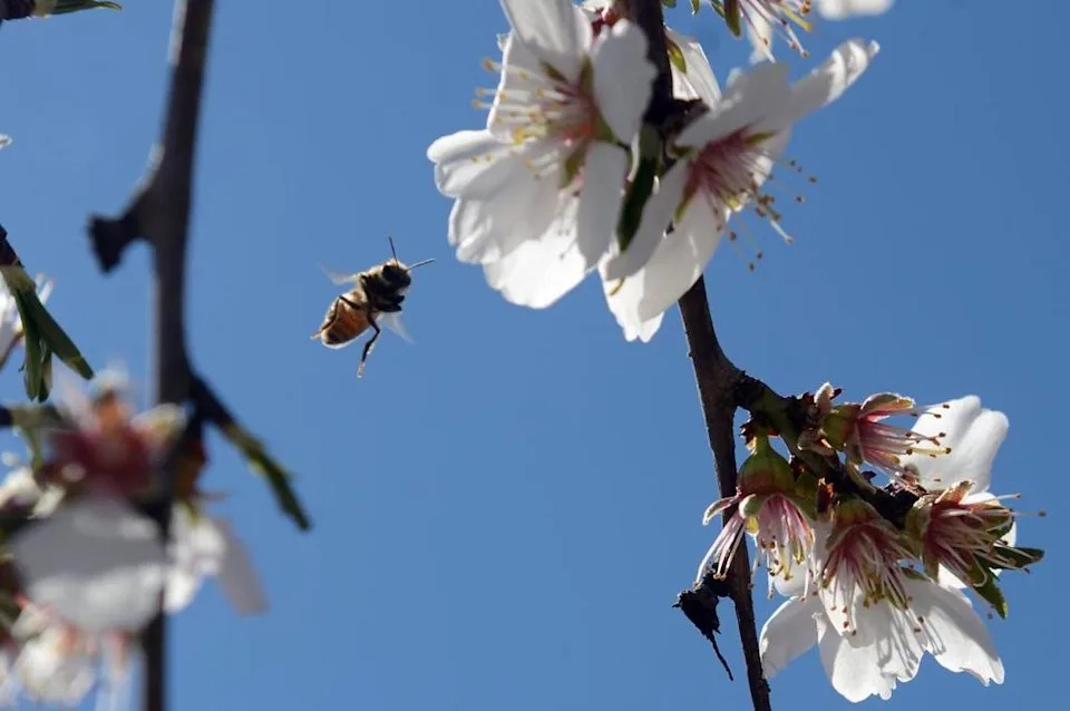 A bee flies near an almond bloom on Tuesday, February 28, 2017, at a Harris Farms almond orchard in Chowchilla. Häagen-Dazs is helps consumers learn about honey bees and how planting bee-friendly, drought-tolerant hedgerows around orchards can help create pollinator habitats for local crops through sustainable agricultural practices. SILVIA FLORES/THE FRESNO BEE