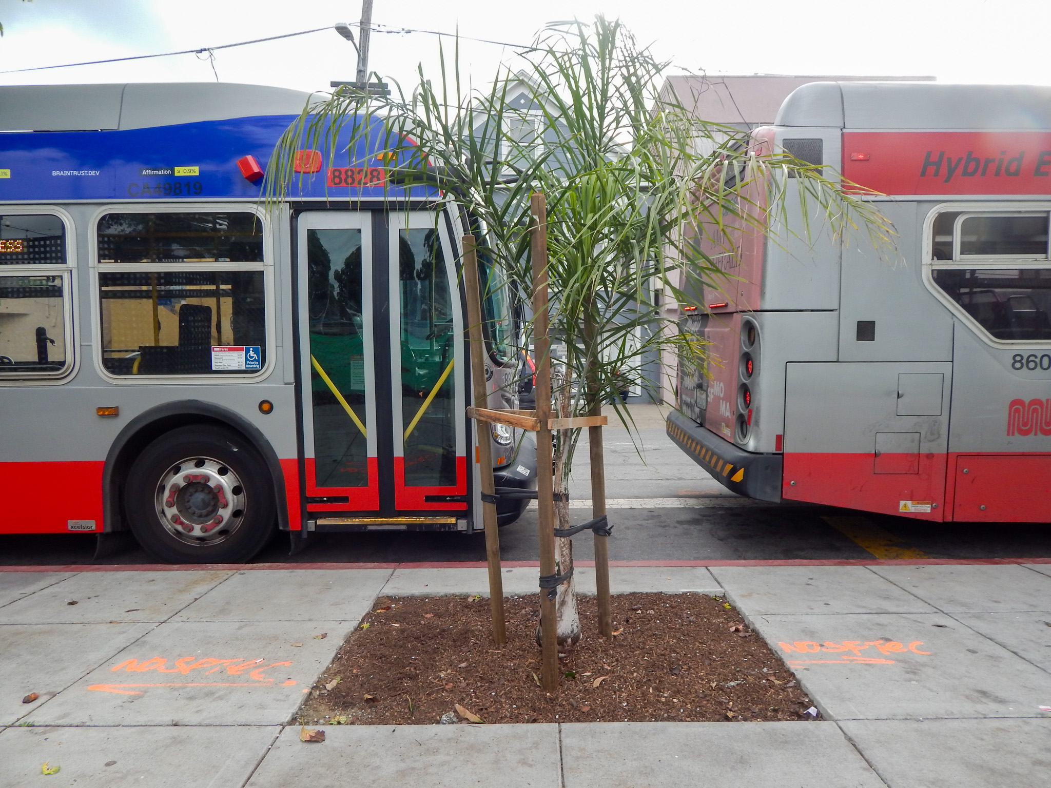 Two city buses are stopped on either side of a small, newly planted palm tree on a sidewalk. Orange construction markings are visible on the concrete.