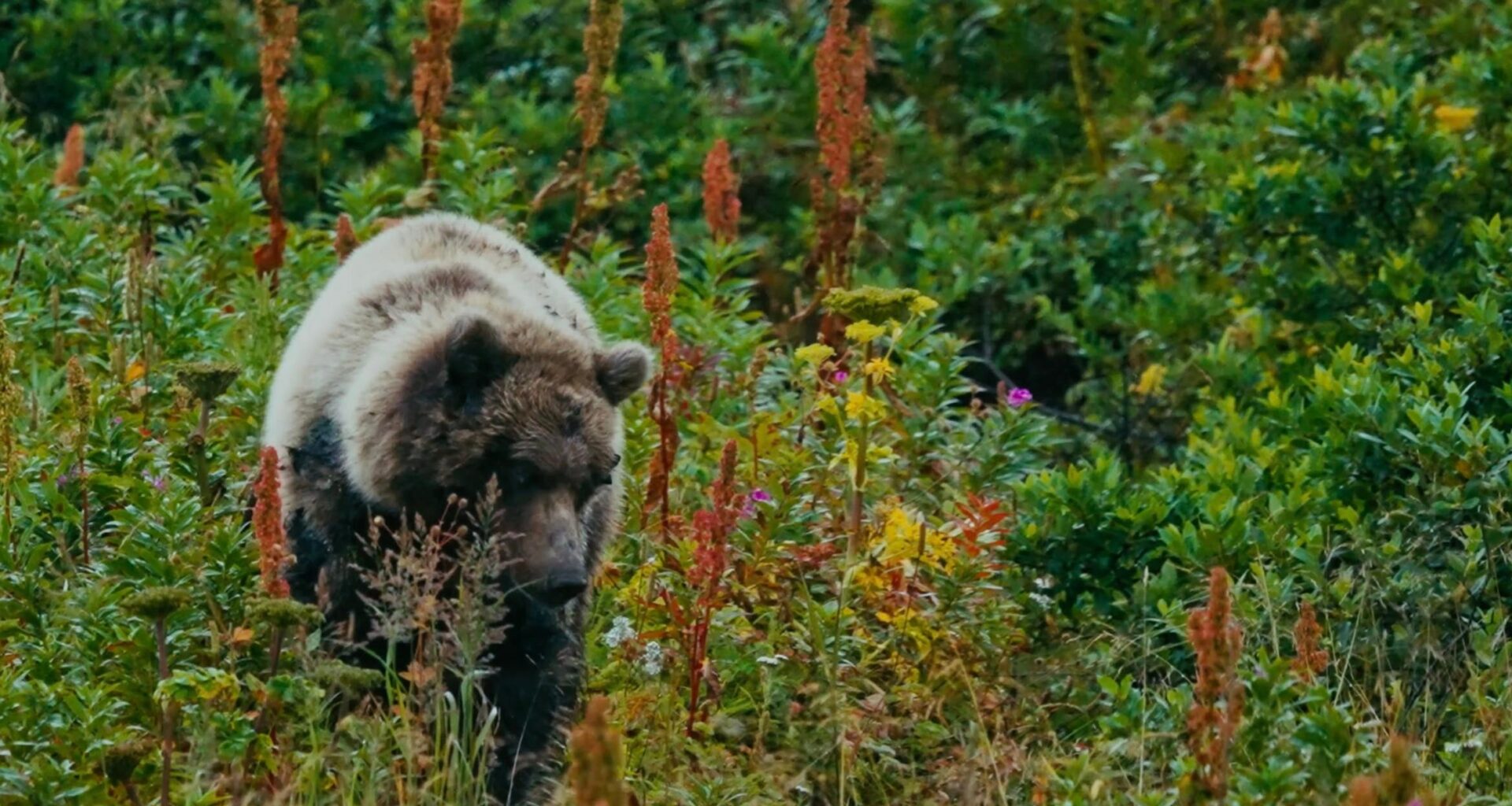 UCSB student documentary on California grizzlies to screen at SBIFF
