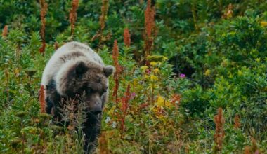 UCSB student documentary on California grizzlies to screen at SBIFF