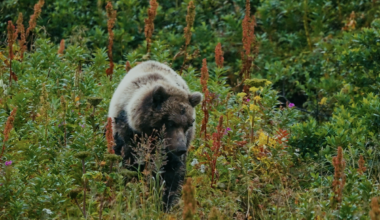 UC Santa Barbara Student Documentary on California Grizzlies to Screen at SBIFF