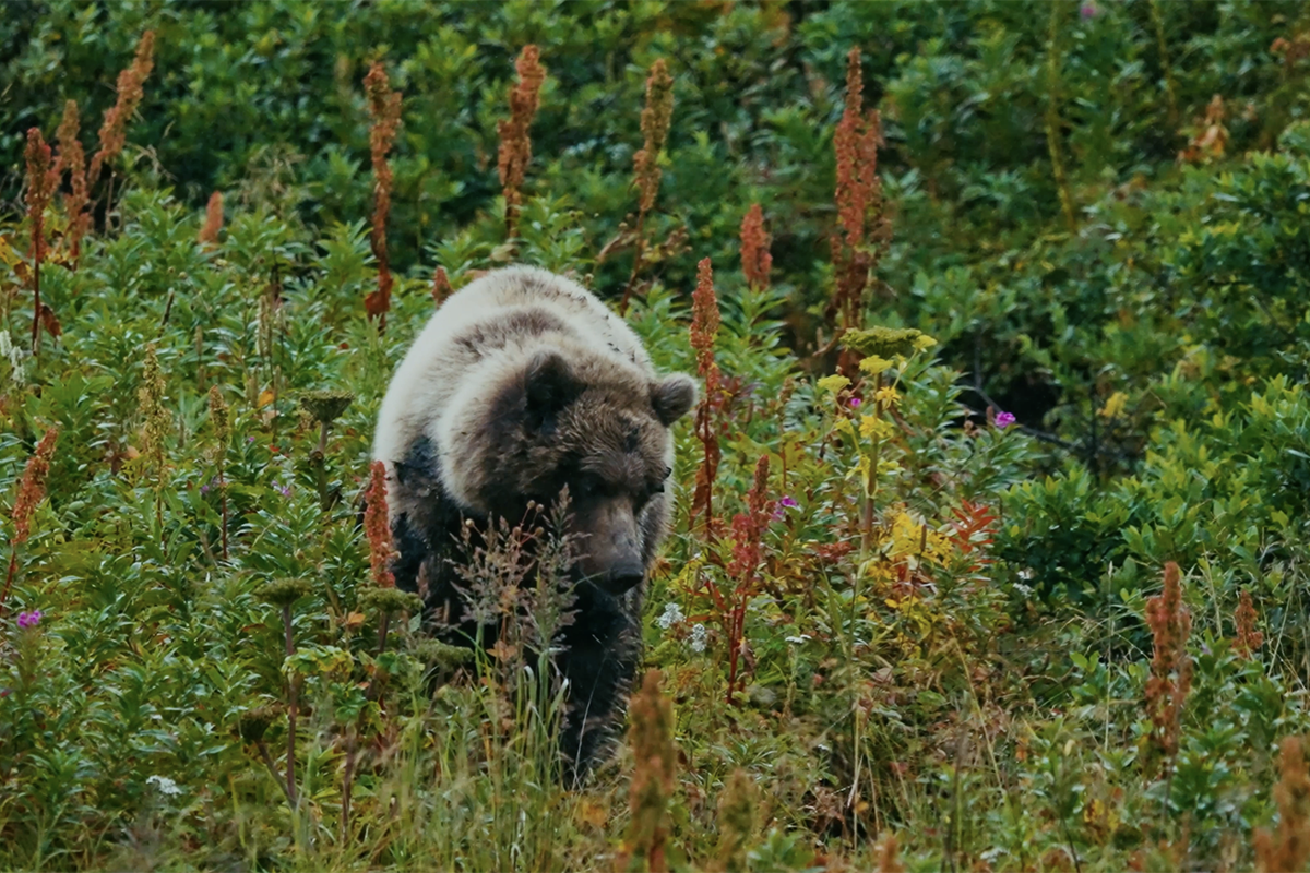UC Santa Barbara Student Documentary on California Grizzlies to Screen at SBIFF