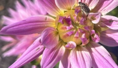 Calling all photographers! Enter your pics in the Floral Photography Division of the Coronado Flower Show
