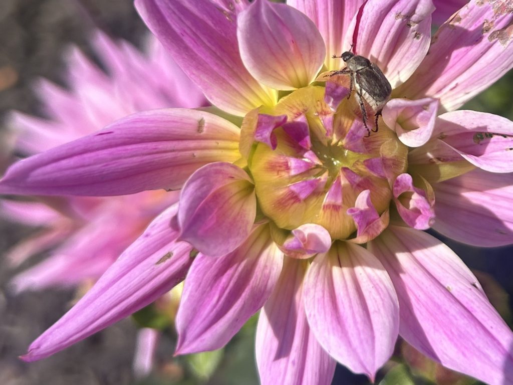 Calling all photographers! Enter your pics in the Floral Photography Division of the Coronado Flower Show