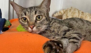 Sunset Beach J. King Neptune’s raises $500 for Seal Beach Animal Care Center