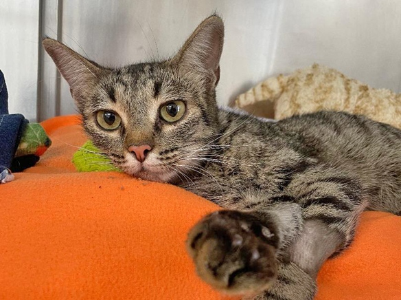 Sunset Beach J. King Neptune’s raises $500 for Seal Beach Animal Care Center