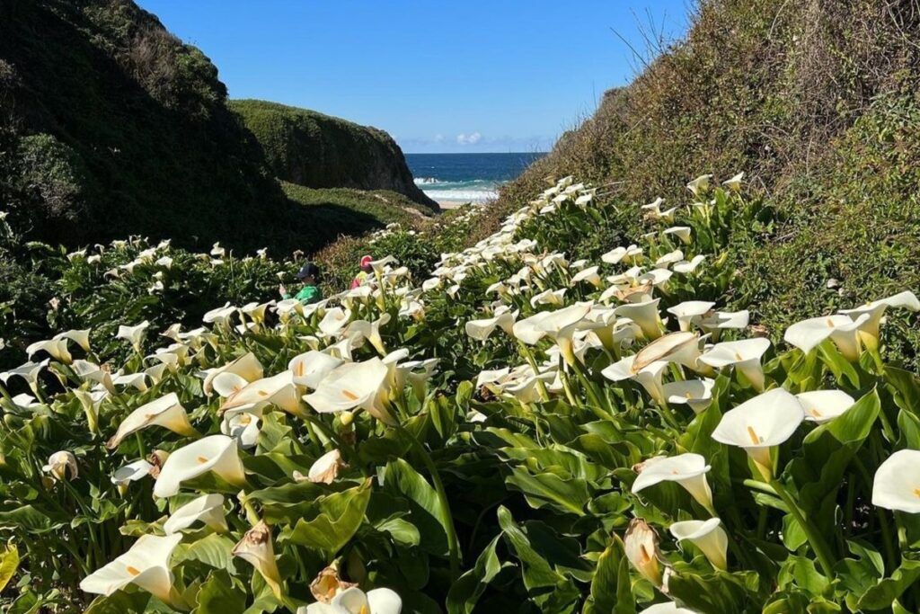 This Hidden Ocean-Front Valley Three Hours From San Francisco Is Blooming With Hundreds Of Wildflowers
