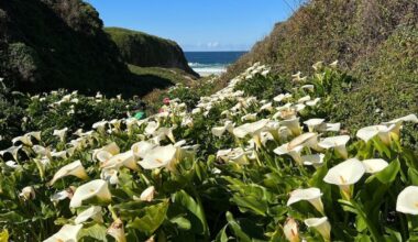 This Hidden Ocean-Front Valley Three Hours From San Francisco Is Blooming With Hundreds Of Wildflowers