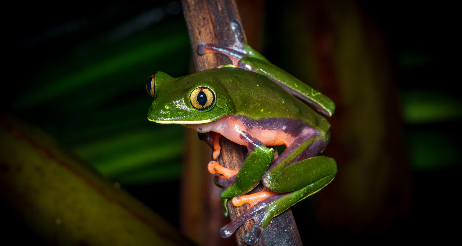 Protecting species in a changing landscape: new study maps key threats in Northern San José - News