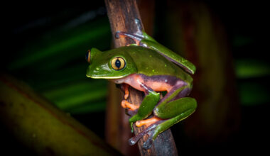 Protecting species in a changing landscape: new study maps key threats in Northern San José - News