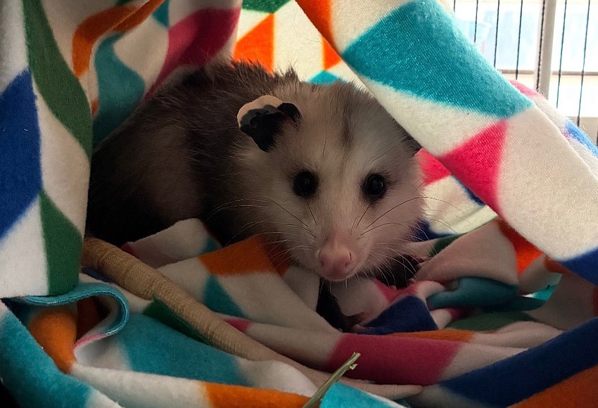 New ambassador at Oakland Nature Preserve