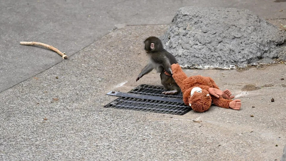 <div>CHIBA, JAPAN - FEBRUARY 20 : Baby monkey named 'Punch' is seen with a stuffed animal at a zoo on February 20, 2026, in north of Tokyo, Chiba Prefecture, Japan. Abandoned by his mother at birth, the monkey found comfort with a stuffed animal. (Photo by David Mareuil/Anadolu via Getty Images)</div>