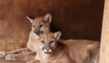 California designates coastal mountain lions as threatened species