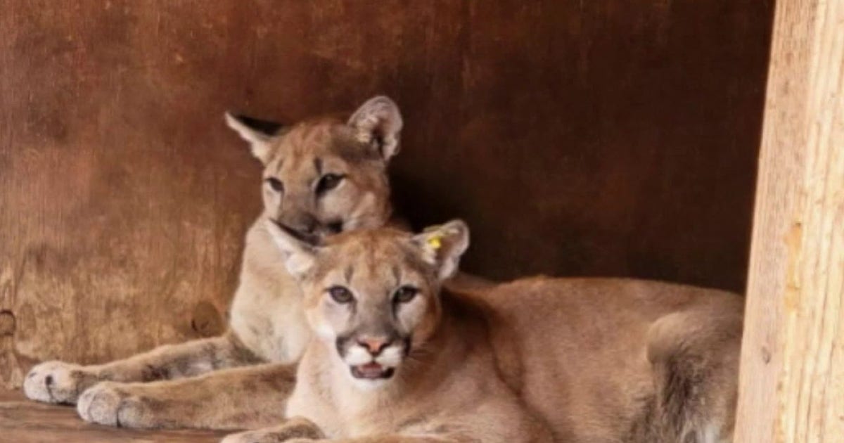 California designates coastal mountain lions as threatened species