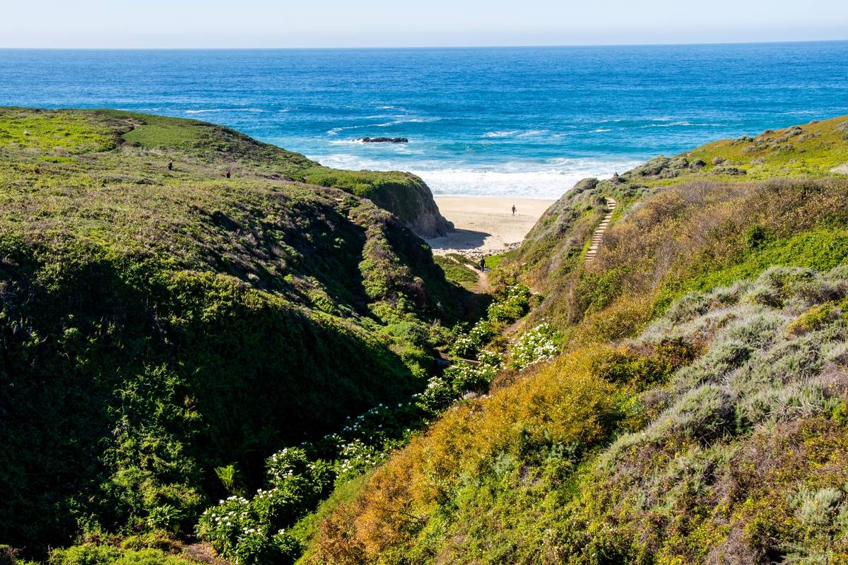 calla lily valley in Big Sur