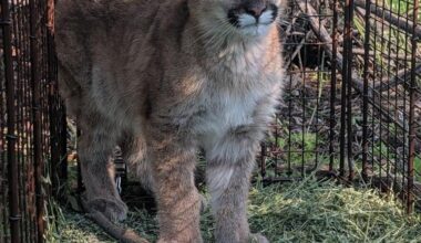 Injured mountain lion cub found on LA County street being rehabilitated in Northern California