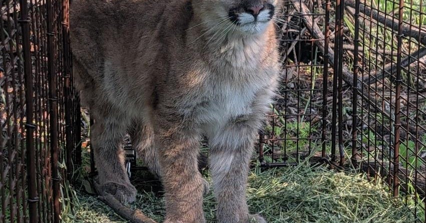 Injured mountain lion cub found on LA County street being rehabilitated in Northern California