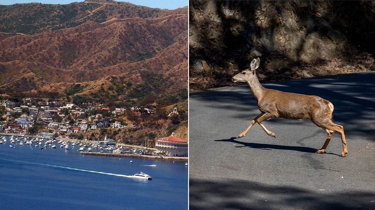 California approves Catalina Island deer eradication using sharpshooters