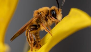 A California photographer is on a quest to photograph hundreds of native bees :: WRAL.com