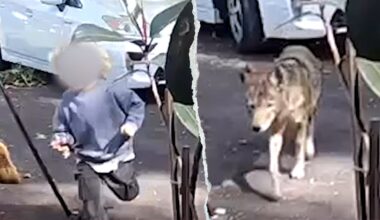Toddler chased by coyote in Pasadena frontyard caught on surveillance video