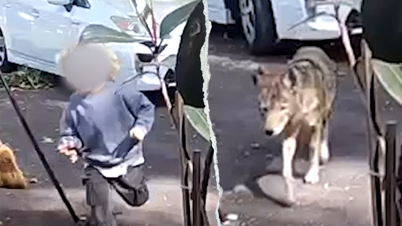Toddler chased by coyote in Pasadena frontyard caught on surveillance video
