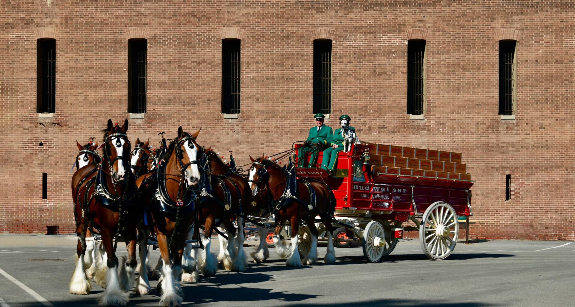 The Budweiser Clydesdales Have Set Hoof in SF for the Super Bowl, They’ll Be at Fort Mason Thursday