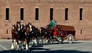 The Budweiser Clydesdales Have Set Hoof in SF for the Super Bowl, They’ll Be at Fort Mason Thursday