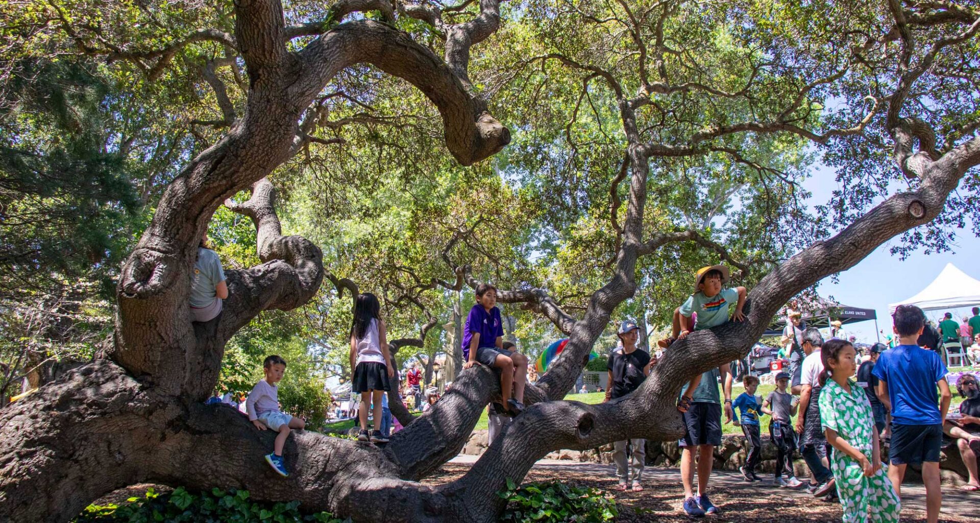 Nominate a Piedmont Heritage Tree