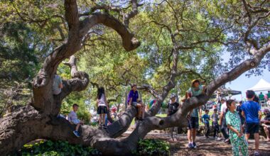 Nominate a Piedmont Heritage Tree