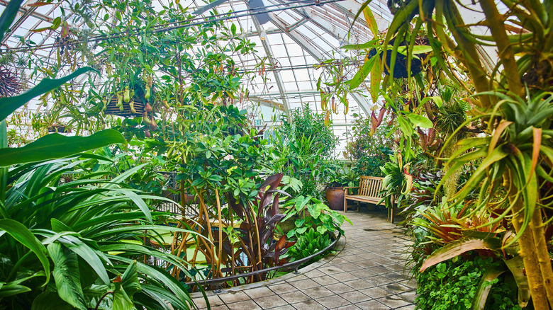 The interior of the Conservatory of Flowers in Golden Gate Park, San Francisco