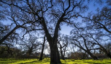 Photos: Sacramento’s Native Oak Trees Become Key Issue in Housing and Flood Planning