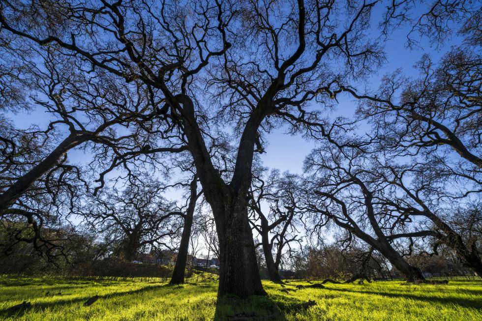 Photos: Sacramento’s Native Oak Trees Become Key Issue in Housing and Flood Planning