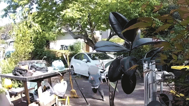 gif of coyote chasing toddler through front yard